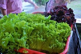 Nueva venta de verduras y hortalizas agroecológicas en Oro Verde