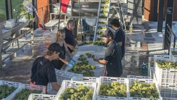 Uruguay invita a los amantes del aceite de oliva, el  buen comer y los paisajes naturales